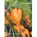 Bahamian Beast Peach V2 Pepper Seeds Bahamian Beast Peach V2 Pepper Seeds