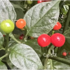 Cap 691 Pepper Seeds 