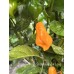 Jamacian Scotch Bonnet Long Pepper Seeds Jamacian Scotch Bonnet Long Pepper Seeds