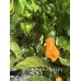 Jamacian Scotch Bonnet Long Pepper Seeds Jamacian Scotch Bonnet Long Pepper Seeds