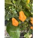 Jamacian Scotch Bonnet Long Pepper Seeds Jamacian Scotch Bonnet Long Pepper Seeds