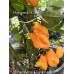 Jamacian Scotch Bonnet Long Pepper Seeds Jamacian Scotch Bonnet Long Pepper Seeds