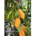 Jamacian Scotch Bonnet Long Pepper Seeds Jamacian Scotch Bonnet Long Pepper Seeds
