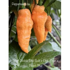 Bhut Jolokia Solid Gold x Pink  Tiger x Peach Bhut Pepper Seeds