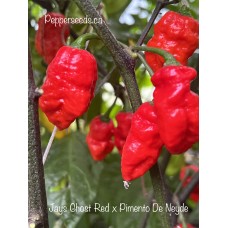 Jays Ghost Red x Pimento De Neyde Pepper Seeds 