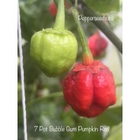 7 Pot Bubble Gum Pumpkin Red Pepper Seeds 