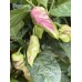 APS Pink Fire Pepper Seeds 