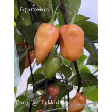Orange Tiger Taj Mahal Black Pepper Seeds Orange Tiger Taj Mahal Black Pepper Seeds