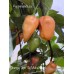 Orange Tiger Taj Mahal Black Pepper Seeds Orange Tiger Taj Mahal Black Pepper Seeds