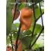 Orange Tiger Taj Mahal Black Pepper Seeds Orange Tiger Taj Mahal Black Pepper Seeds