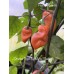 Orange Tiger Taj Mahal Black Pepper Seeds Orange Tiger Taj Mahal Black Pepper Seeds