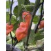 Orange Tiger Taj Mahal Black Pepper Seeds Orange Tiger Taj Mahal Black Pepper Seeds