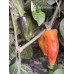 Baltia Pepper Seeds 