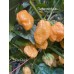 7-Pot Peach Pepper Seeds