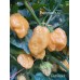 7-Pot Peach Pepper Seeds