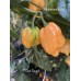 7-Pot Peach Pepper Seeds