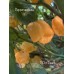 7-Pot Peach Pepper Seeds