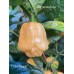 7-Pot Peach Pepper Seeds