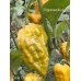 Fatalii Orange Mustard Pepper Seeds