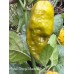 Fatalii Orange Mustard Pepper Seeds