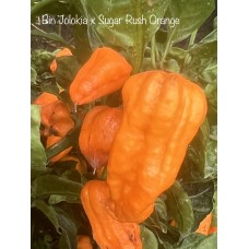 Bin Jolokia x Sugar Rush Peach Pepper Seeds 