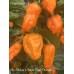 Bin Jolokia x Sugar Rush Peach Pepper Seeds 