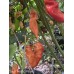 Sugar Rush Strips Red Pepper Seeds 