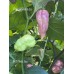 PJ Pink Ice Pepper Seeds 