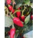 Dark Thai Pepper Seeds 