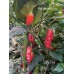 Dark Thai Pepper Seeds 