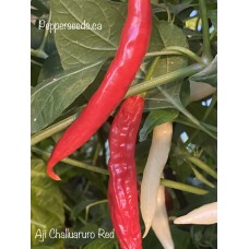 Aji Challuaruro Red Pepper Seeds 