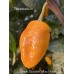 Capineto Scorpion Yellow Purple Pepper Seeds