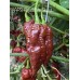 APS Chocolate Ghost Pepper Seeds 