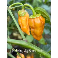 Bleeding Jig Saw Peach Pepper Seeds Bleeding Jig Saw Peach Pepper Seeds