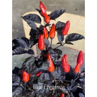 Blue Christmas Pepper Seed's