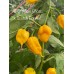 APS Yellow Ghost x Scotch Bonnet Pepper Seeds