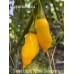 Santa Lucia Yellow Seasoning Pepper Seeds 