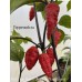 Red Gum Tiger x Chocolate Naga Brains Pepper Seeds 