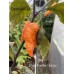 Black Panther Orange Pepper Seeds Black Panther Orange Pepper Seeds