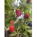 Clavo Red Pepper Seeds 