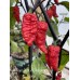 Red Gum Tiger x Chocolate Naga Brains Pepper Seeds 