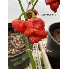 The Super Hot Beast Pepper Seeds