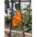 Orange Tiger Taj Mahal Black Pepper Seeds Orange Tiger Taj Mahal Black Pepper Seeds