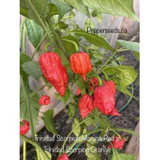 Trinidad Scorpion Moruga Red x Trinidad Scorpion Orange Pepper Seeds 
