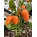 Habanero Manzno Orange Pepper Seeds Habanero Manzno Orange Pepper Seeds