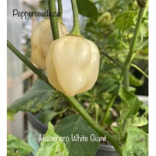 Habanero White Pepper Seeds 