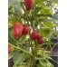 Clavo Red Pepper Seeds 