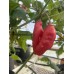 Aji Strawberry drop Pepper Seeds 