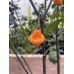 Orange Tiger Taj Mahal Black Pepper Seeds Orange Tiger Taj Mahal Black Pepper Seeds