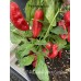 7-Pot Bubble Gum x Carbanero Pepper Seeds 7-Pot Bubble Gum x Carbanero Pepper Seeds